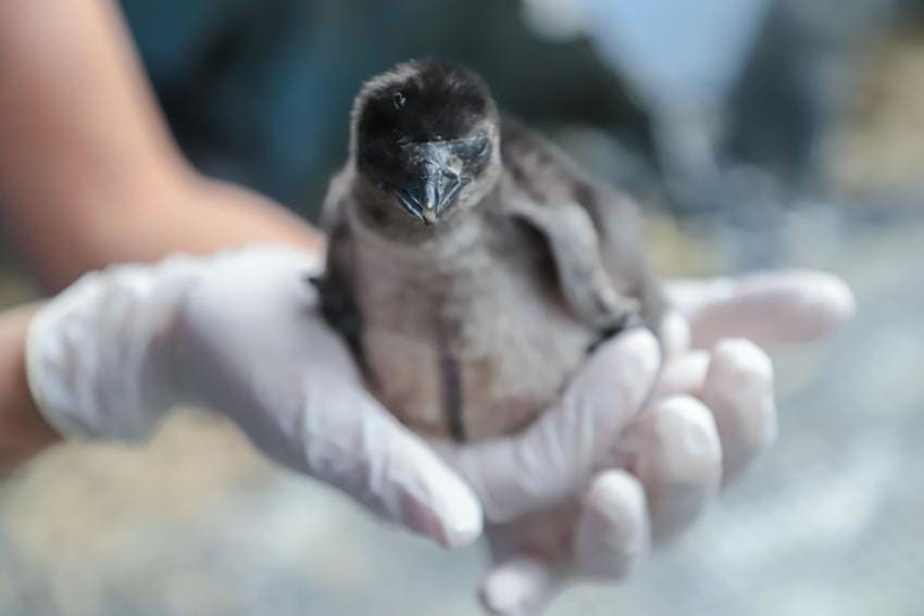 pinguins pinguins