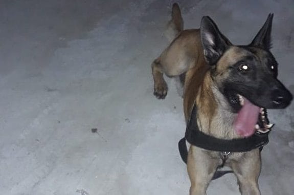 cão