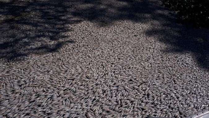 peixes