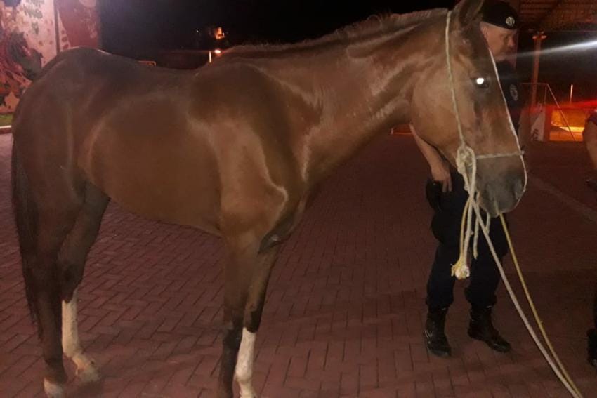 cavalo