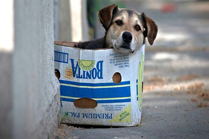 proteção animal