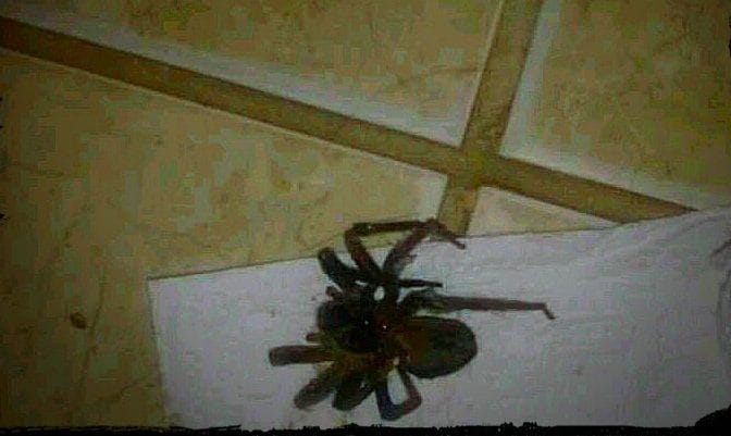 aranhas