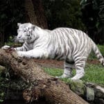 zoológico
