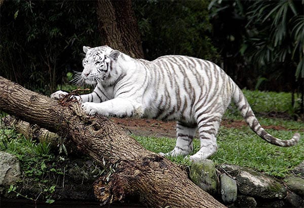 zoológico