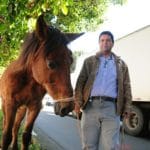 cavalo