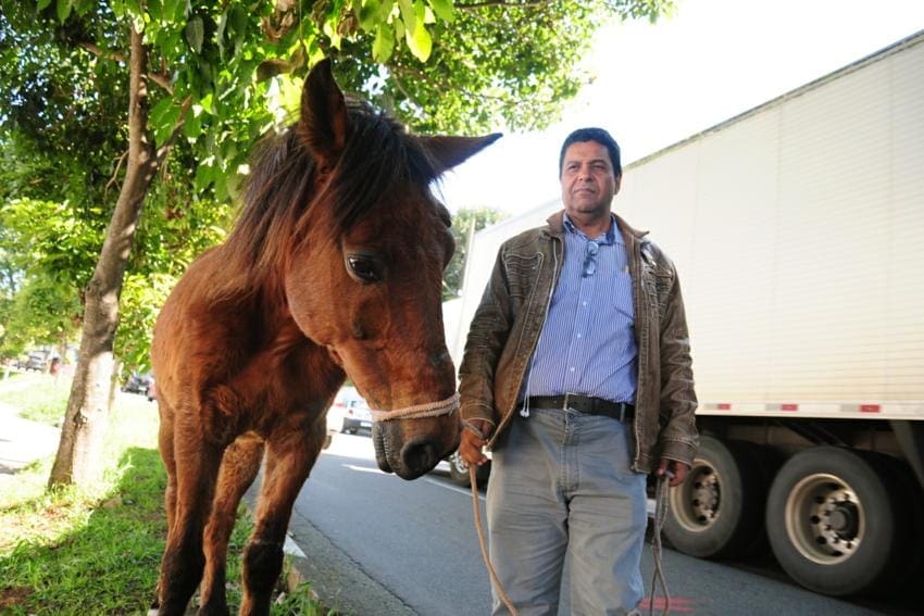cavalo