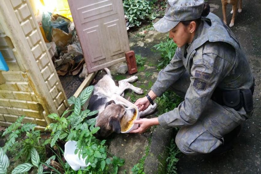 cão