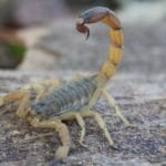 escorpião