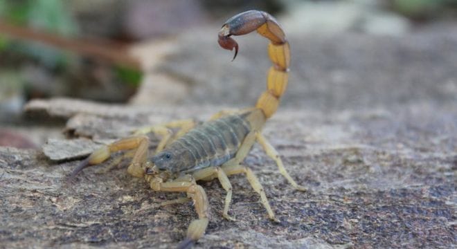escorpião