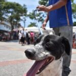 Cachorro-vila-do-doce