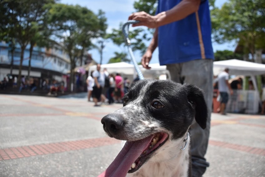 Cachorro-vila-do-doce