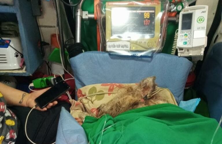 cachorra passa por atendimento médico