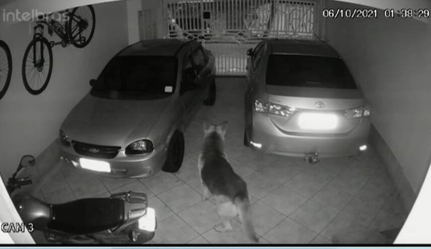 cão na garagem de casa furtada