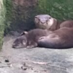 lontra no zoológico de são bernardo