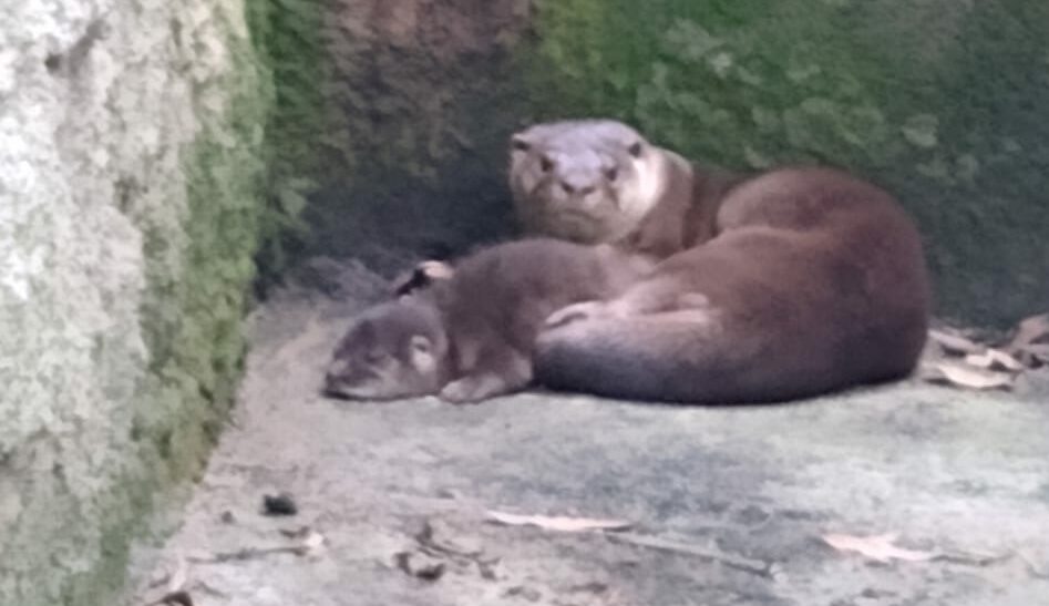 lontra no zoológico de são bernardo