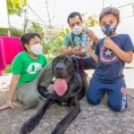 adoção de animais em feira de santo andré