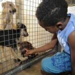 cachorros para adoção