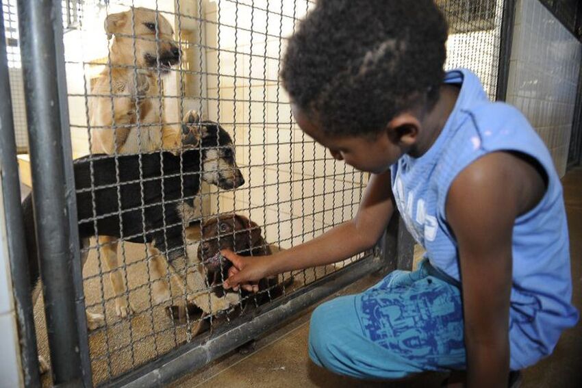 cachorros para adoção