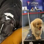 dois cachorros durante voos da companhia aérea Latam 