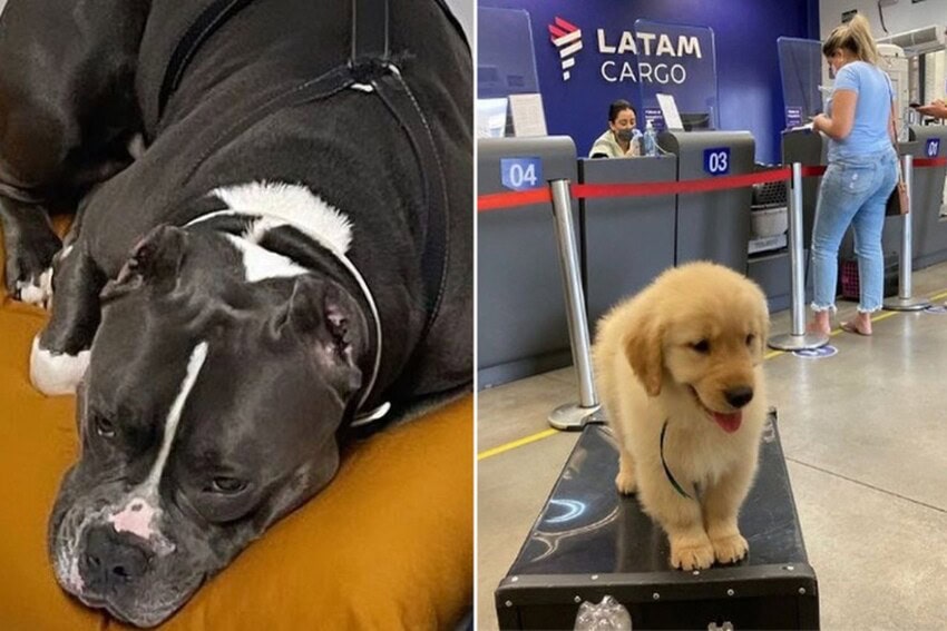 dois cachorros durante voos da companhia aérea Latam 