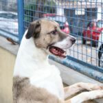 cão