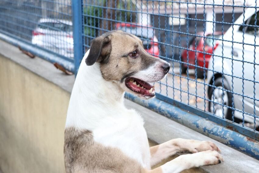 cão