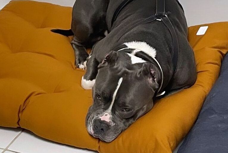 cão morre - latam