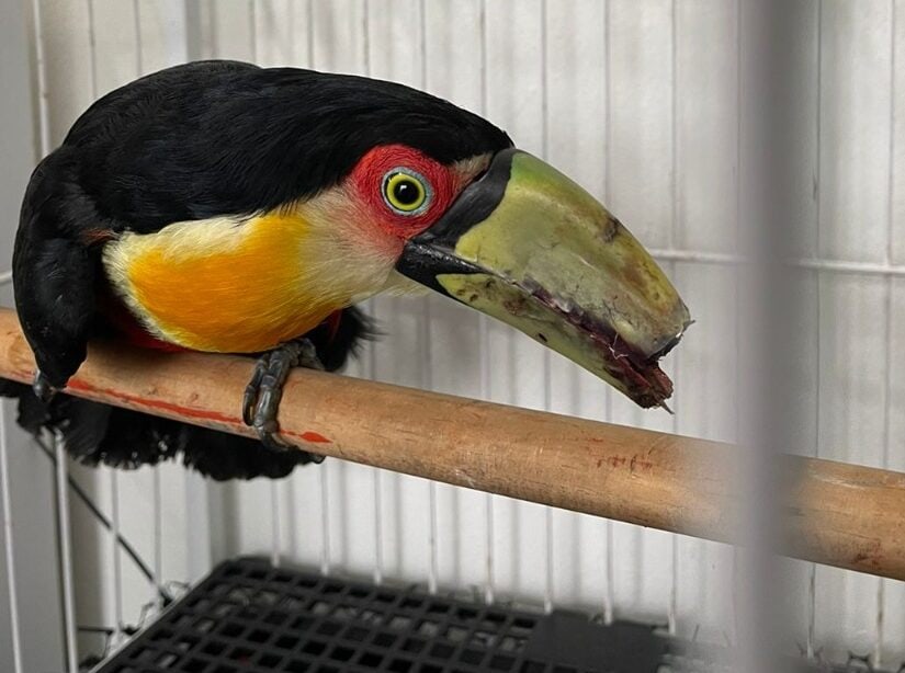 tucano de bico quebrado