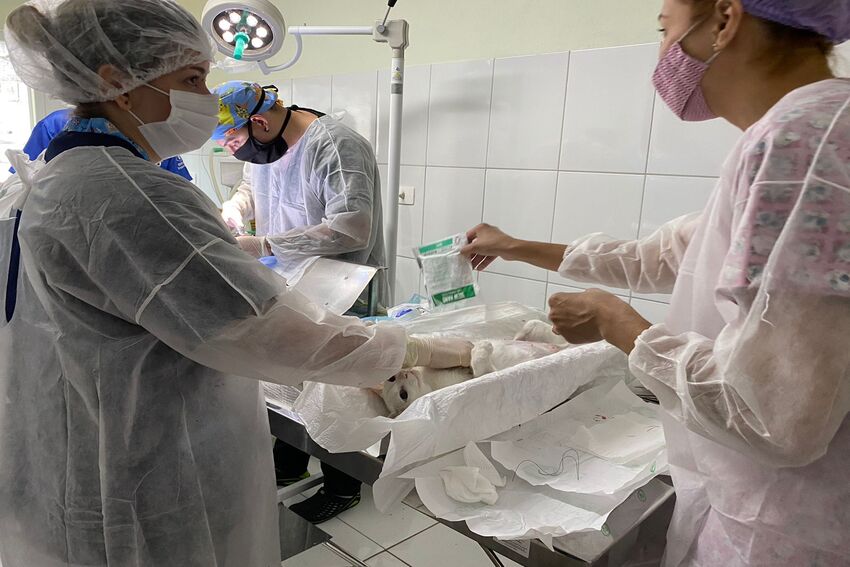 castração de animais