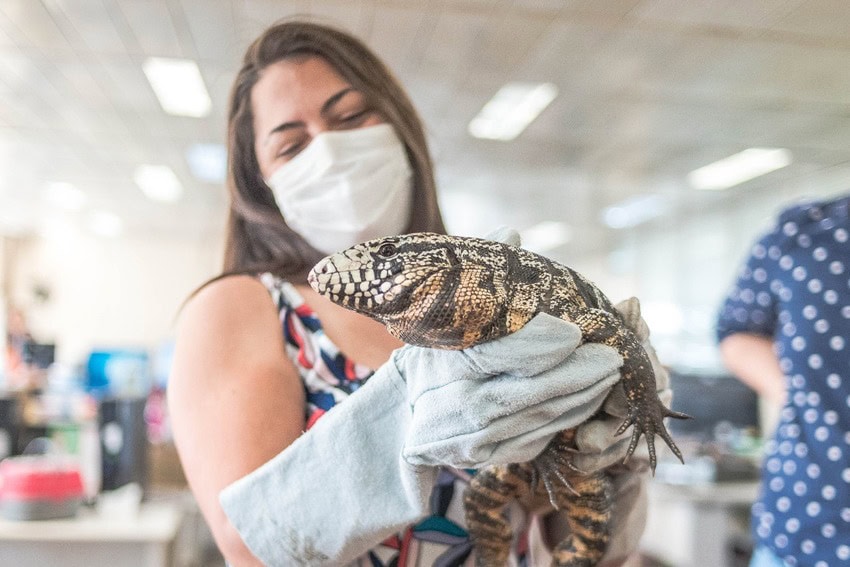 lagarto resgatado