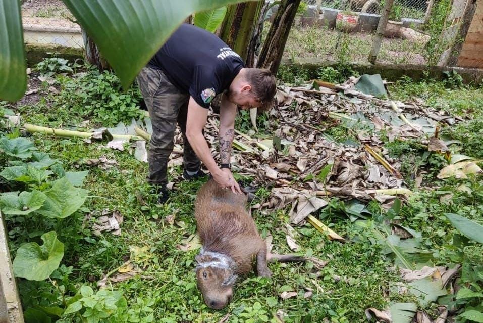 capirava em ribeirão pires