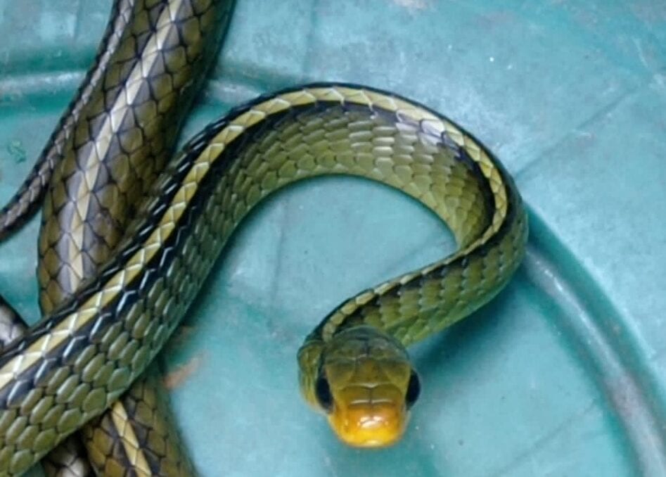 cobra