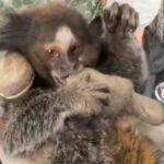 sagui