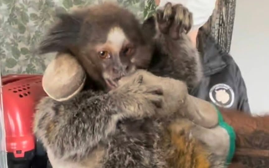 sagui