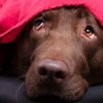 cachorro com medo de fogos