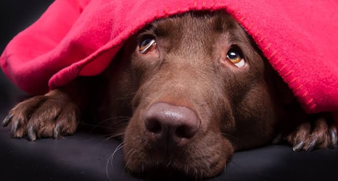 cachorro com medo de fogos