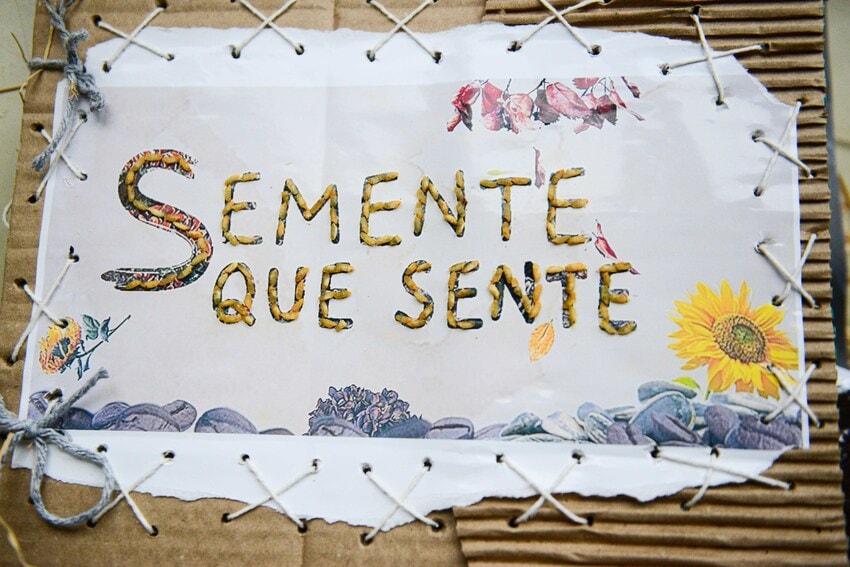 quadro semente que sente
