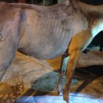 cavalo resgatado