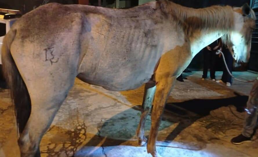 cavalo resgatado