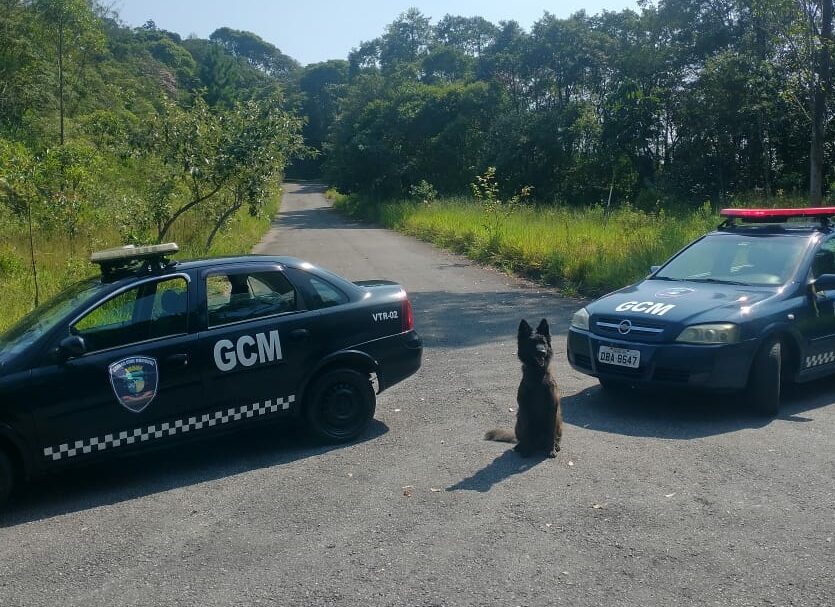 cão do canil de rio grande da serra