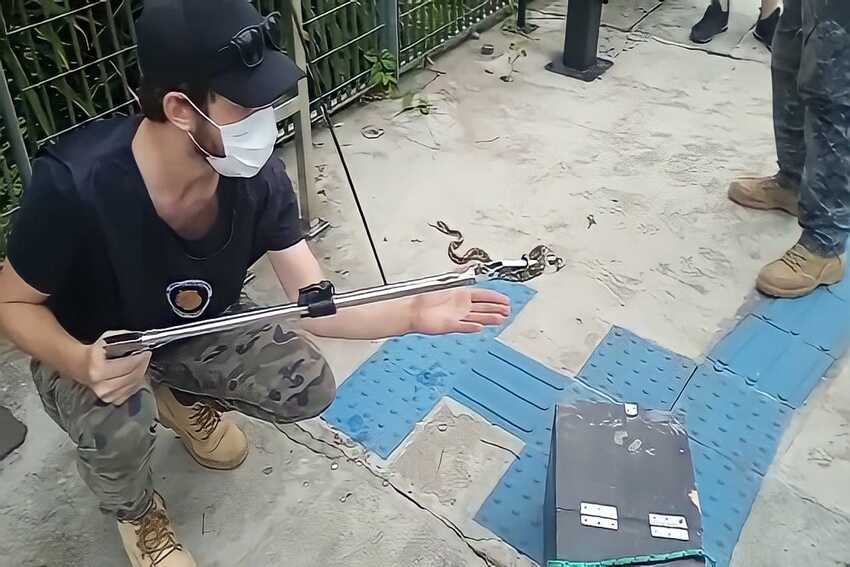 cobra resgatada