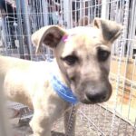cachorro adotado em feira