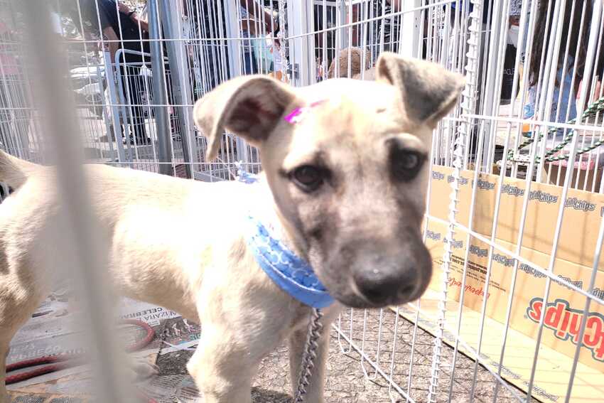 cachorro adotado em feira