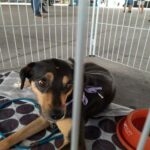cachorro adotado