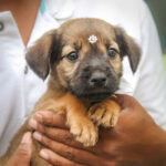 cachorro para adoção