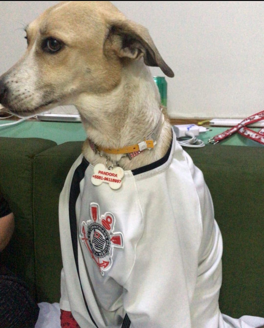 cachorra pandora 