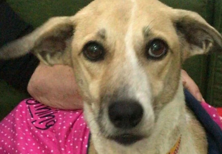 cachorra pandora