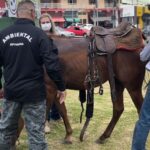 cavalo resgatado