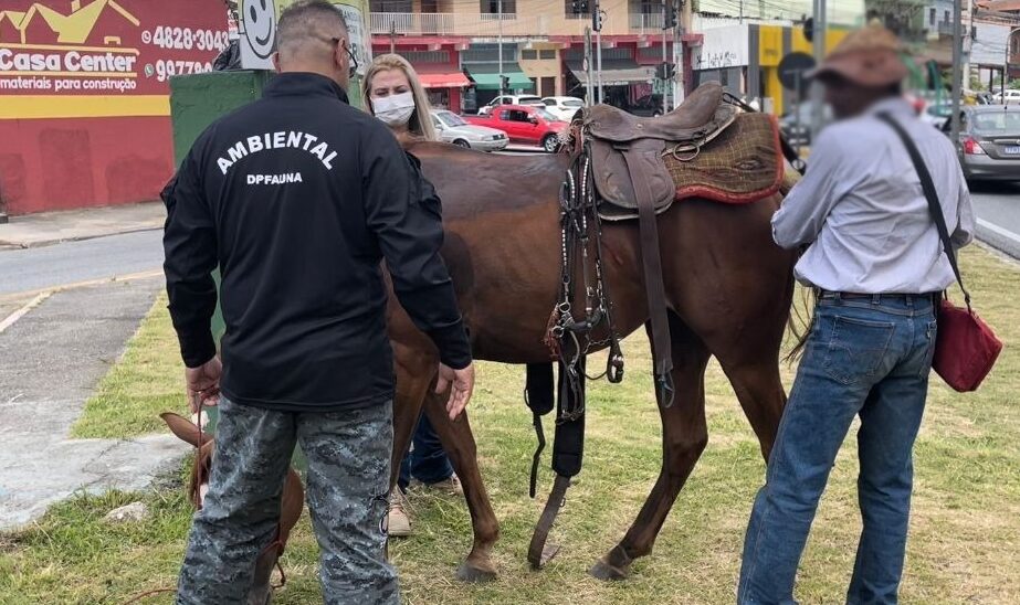 cavalo resgatado