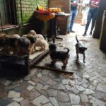 animais em canil clandestino